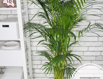 Крупномерные растения в нашем ассортименте! 